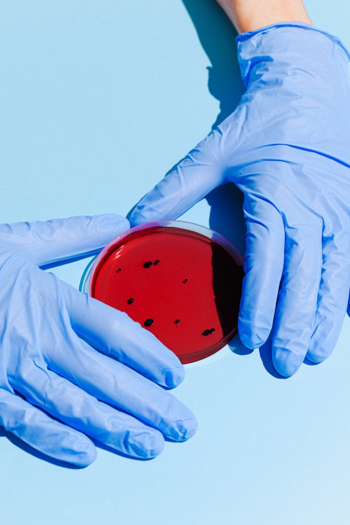 Close-up of gloved hands holding a petri dish for laboratory analysis.